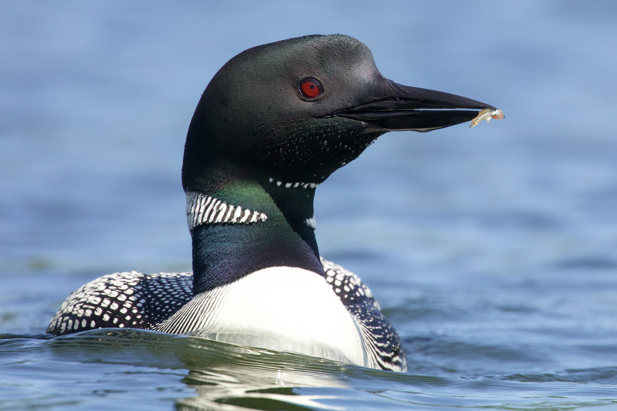 "Small Fry" by Steven Thompson 16x24 Framed Fine Art Photograph