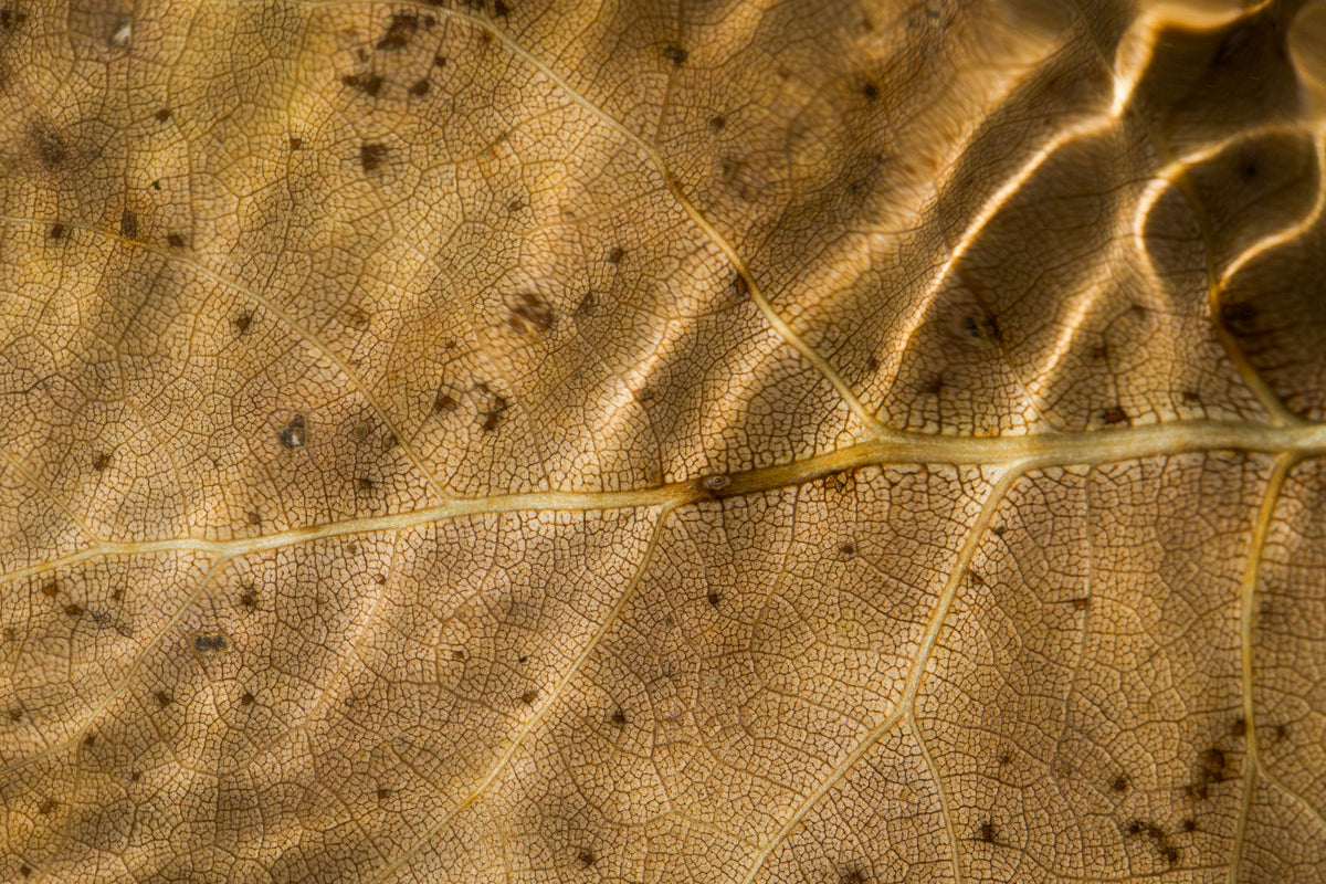 "Autumn Ripples" by Steven Thompson 16x24 Framed Fine Art Photograph