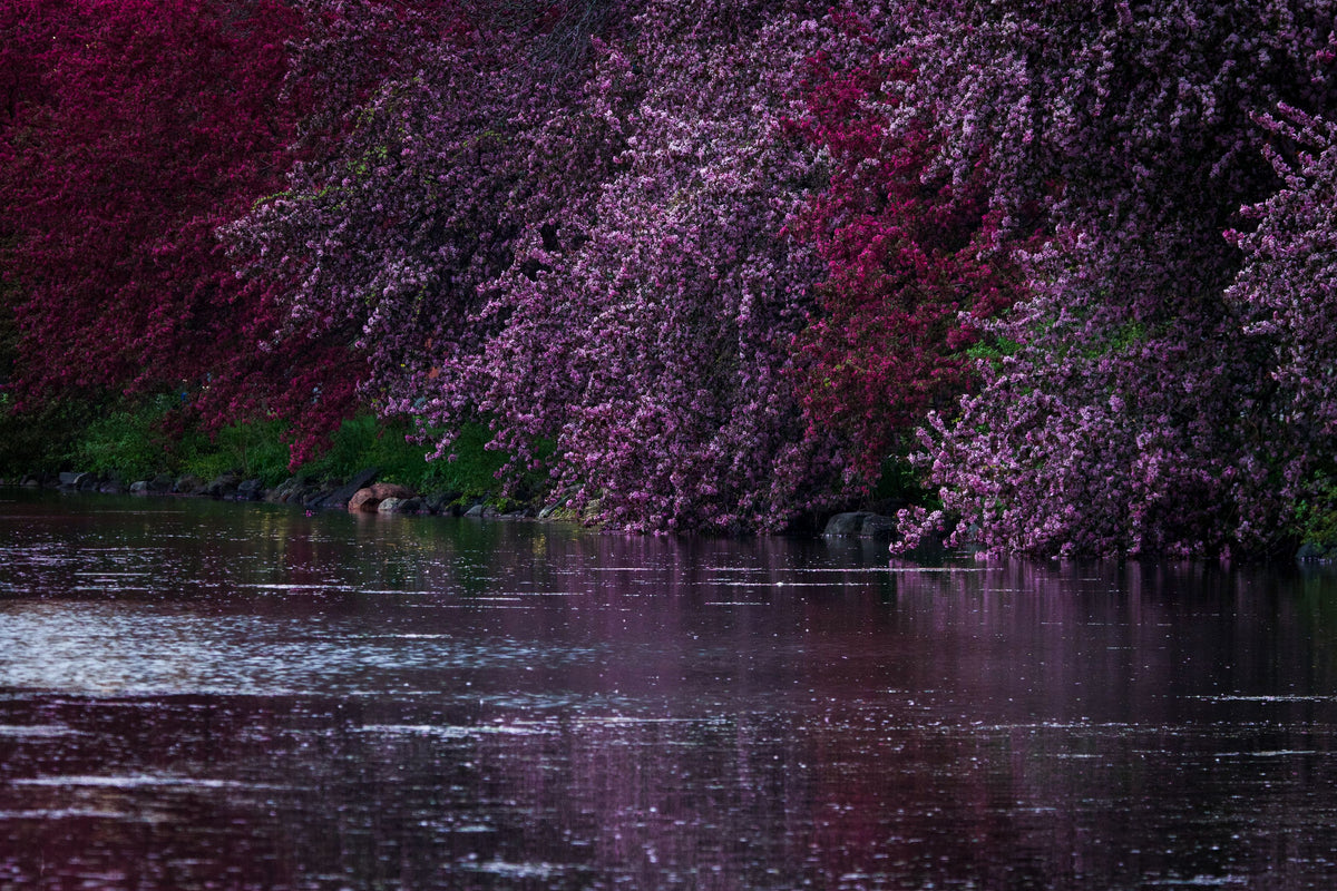 Purple flowering trees reflected in a body of water.