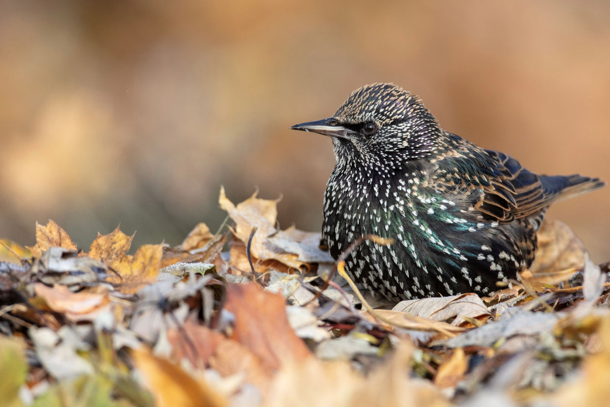 "Darling Starling" by Steven Thompson 16x24 Framed Fine Art Photograph