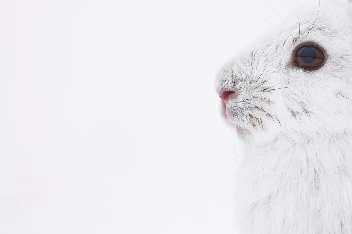 "Winter's Camoflage" by Steven Thompson 16x24 Framed Fine Art Photograph