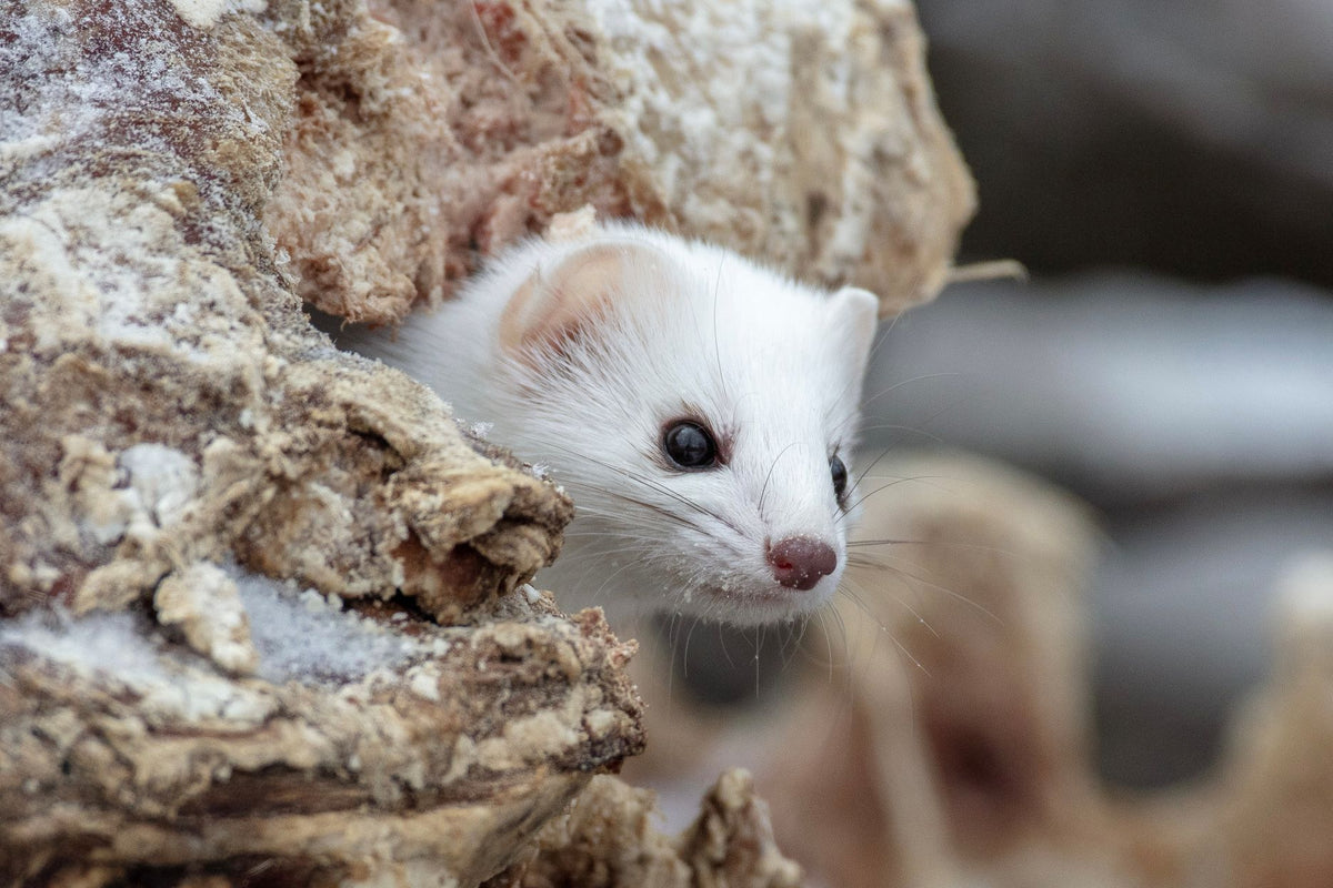 "The White Weasel" by Steven Thompson 16x24 Framed Fine Art Photograph