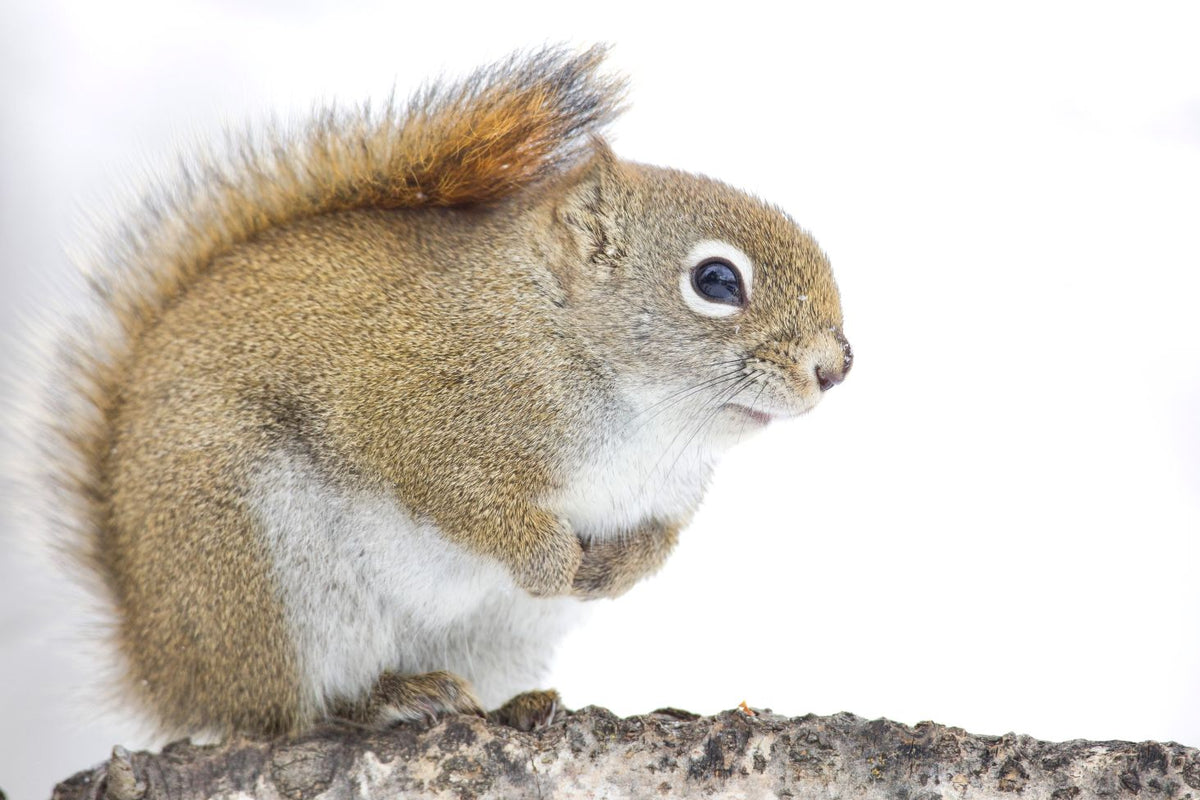 "Red & White" by Steven Thompson 16x24 Framed Fine Art Photograph