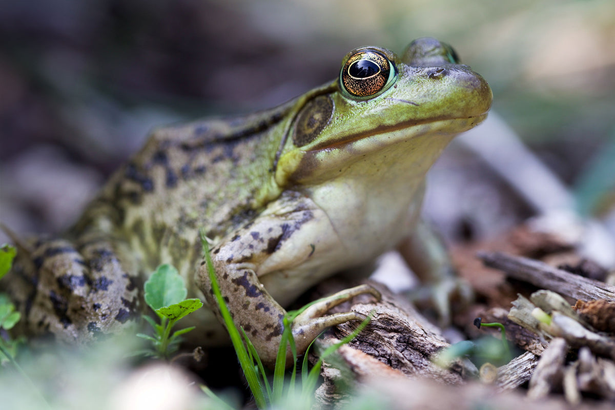 "Portrait of Kermit" by Steven Thompson 16x24 Framed Fine Art Photograph