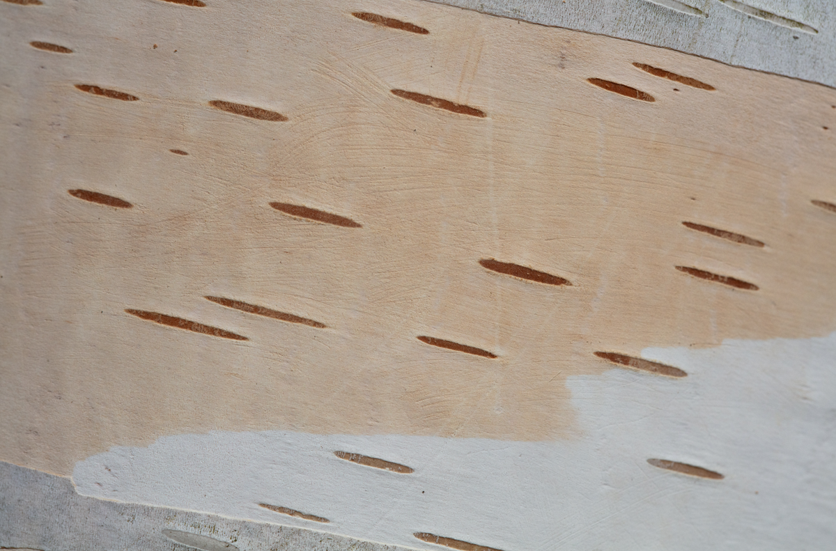 "Birch Layers" by Steven Thompson 16x24 Framed Fine Art Photograph