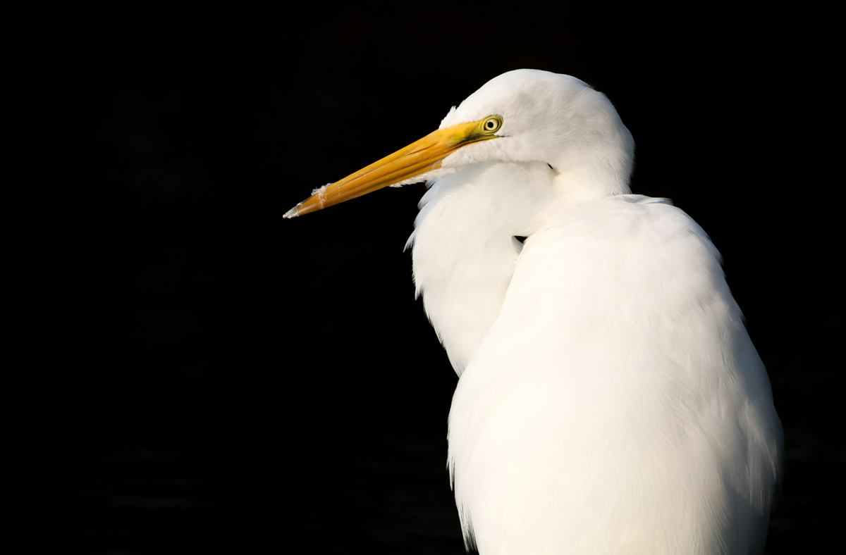 "Contrast" by Steven Thompson 16x24 Framed Fine Art Photograph
