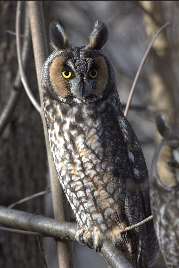"Eyes of the Forest" by Steven Thompson 16x24 Framed Fine Art Photograph