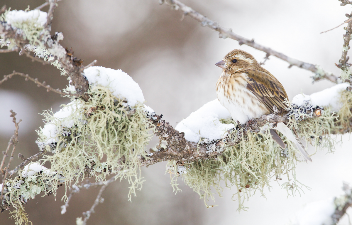 "Landed on Lichen" by Steven Thompson 16x24 Framed Fine Art Photograph
