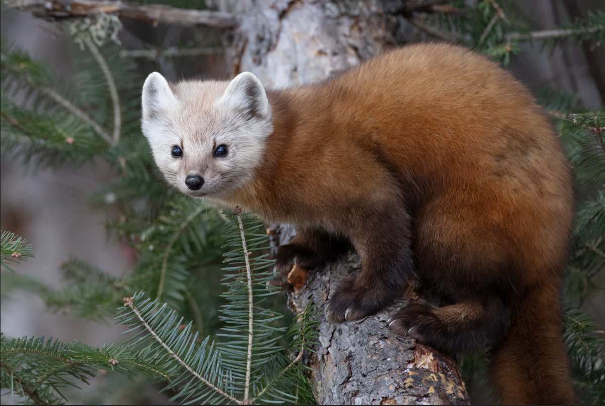 "Mr. Marten" by Steven Thompson 16x24 Framed Fine Art Photograph