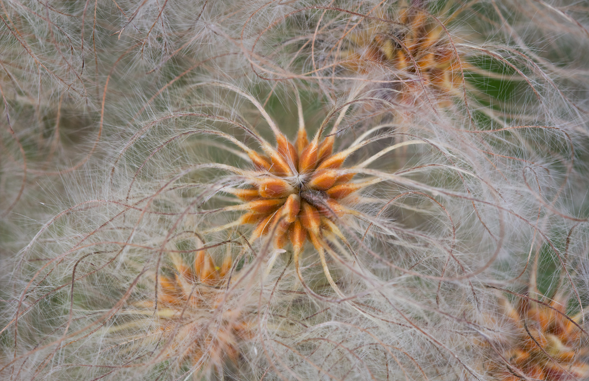 "Old Man's Beard" by Steven Thompson 16x24 Framed Fine Art Photograph