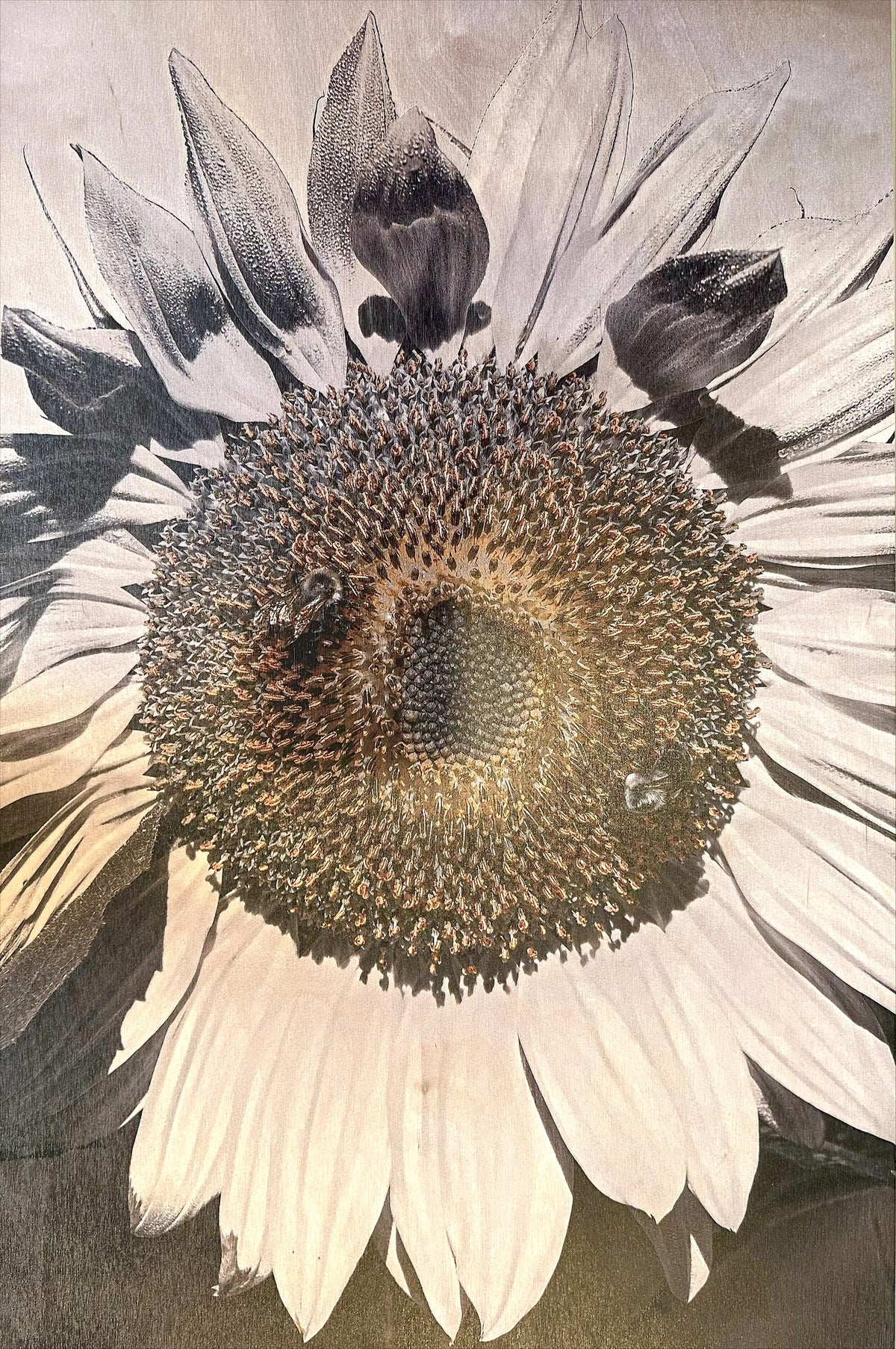 Mutual Attraction | 19x29 Photograph Print on Wood | Michaela L. Foreman