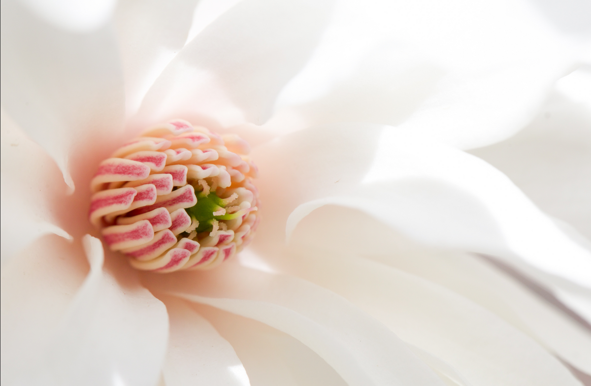 "Star Magnolia" by Steven Thompson 16x24 Framed Fine Art Photograph